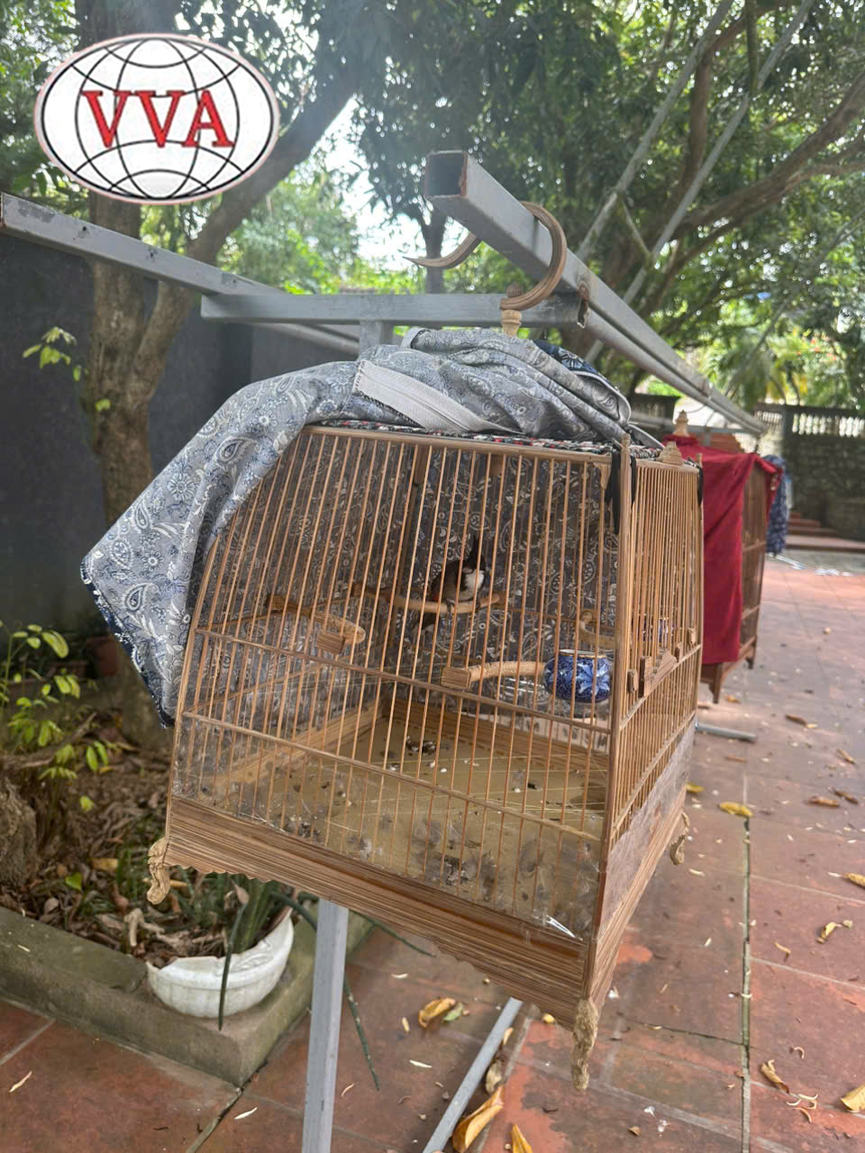 Hình 4: Giai đoạn hoàn chỉnh lông
